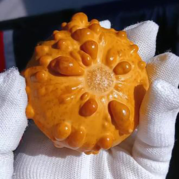 Small Bumpy Gourd, 10 Seeds