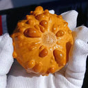 Small Bumpy Gourd, 10 Seeds