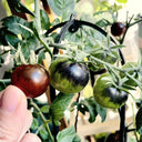 Black Knight Tomato Seeds, 25 Seeds