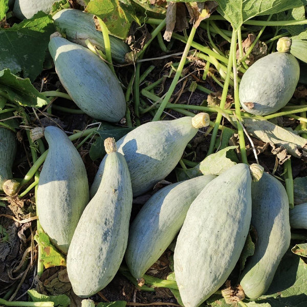 Golden Chestnut Noble Pumpkin, 10 Seeds