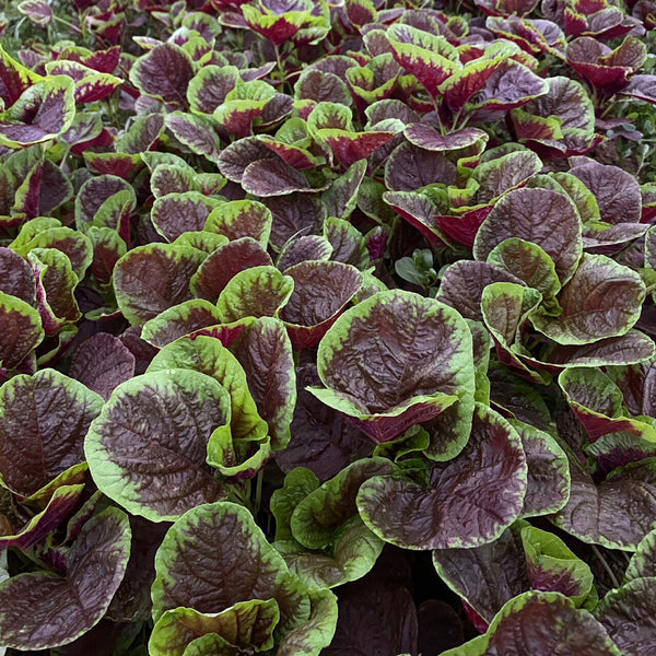 Xishuai Red Amaranth Seeds, 5g