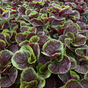 Xishuai Red Amaranth Seeds, 5g