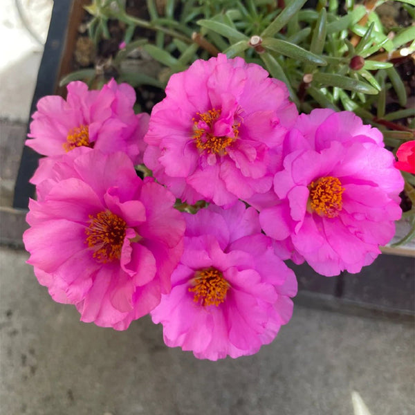 Hezhichun Rose-red Portulaca seeds, 1g