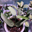 Hoya pandurata Silver, 5 Cuttings