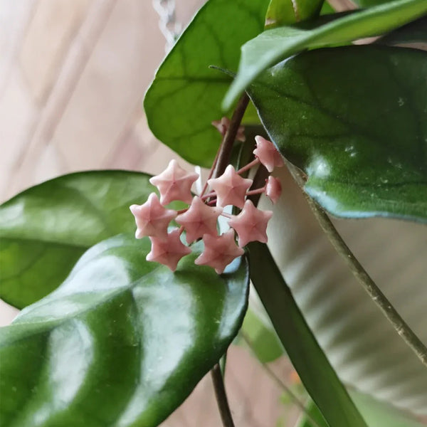 Hoya Jianfenglingensis, 5 Cuttings