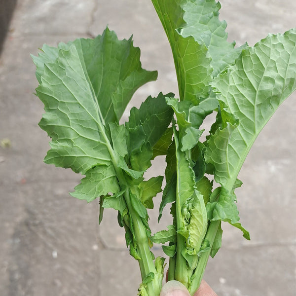 Lvyou No.10 Youcaitai Seeds, 10g