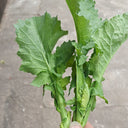 Lvyou No.10 Youcaitai Seeds, 10g