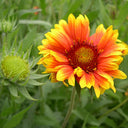 Blanket Flower (Gaillardia aristata) Seeds, 100 Seeds