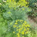 ANE02 Dill, 100 Seeds