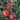 K Night Queen Tomato, 20 Seeds