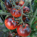 K Night Queen Tomato, 20 Seeds