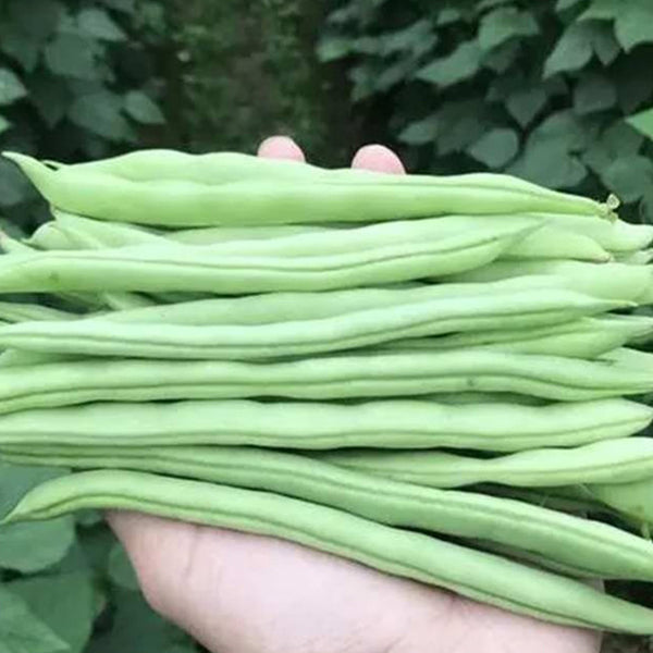 Pioneer Snap Bean Seeds, 5 × 10g Bags