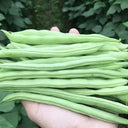 Pioneer Snap Bean Seeds, 5 × 10g Bags