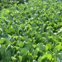 Tender Baby Bok Choy Seeds, 50g