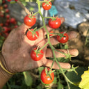 744 Lady Erin Sweet Pie Tomato, 5 Seeds