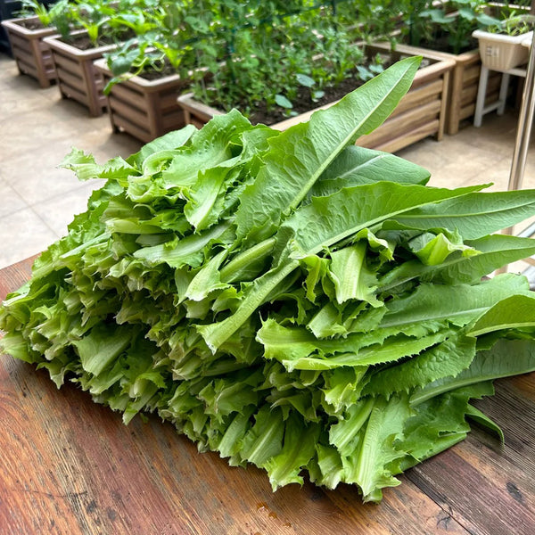 Nongyan Pointed-Leaf Romaine Lettuce Seeds, 10g