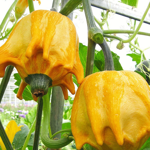 Crown of Thorns Gourd Seeds, 10 Seeds