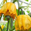Crown of Thorns Gourd Seeds, 10 Seeds