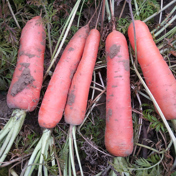 'Fengmei Xiaohongshen' Carrot Seeds, 10g