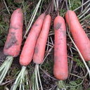 'Fengmei Xiaohongshen' Carrot Seeds, 10g
