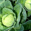 Apple Cabbage Seeds, 2g