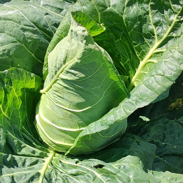 Huachun Oxheart Cabbage Seeds, 10g