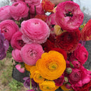 Hezhichun Ranunculus, 30 Seeds