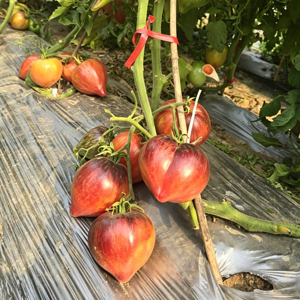 602 Sofia's Fiery Comet Tomato, 5 Seeds