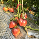 602 Sofia's Fiery Comet Tomato, 5 Seeds