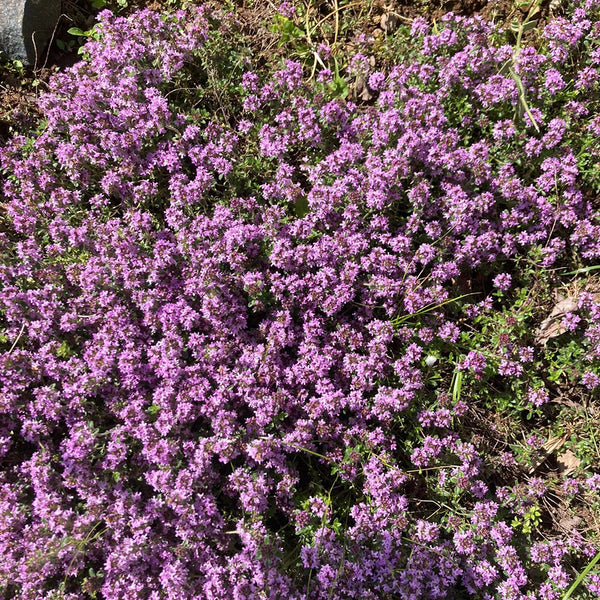 Creeping Thyme, 100 Seeds