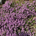 Creeping Thyme, 100 Seeds