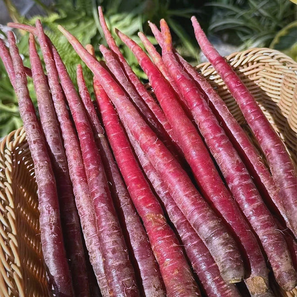 Purple Carrot F1 Seeds, 5 Grams ≈ 3000 Seeds