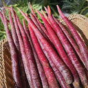 Purple Carrot F1 Seeds, 5 Grams ≈ 3000 Seeds