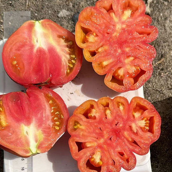 'Firenza' Ribbed Tomato, 10 Seeds