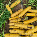 Dutch Yellowstone Carrot Seeds, 1g