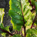 Jiemei Red-Leaf Beet, 10g