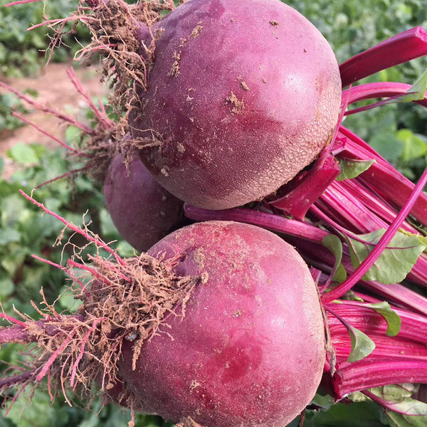 Globular Beetroot Seeds, 10g