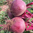 Globular Beetroot Seeds, 10g