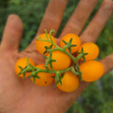999 Eden Micro 6 Tomato, 5 Seeds