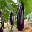 Delicious Grilling-Friendly Eggplant Seeds, 30 Seeds