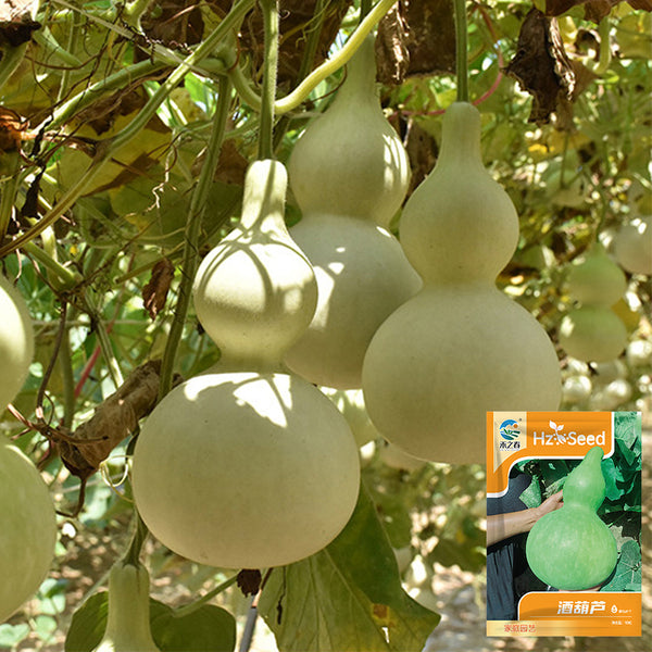 Hezhichun 'Slender Waist' Bottle Gourd, 10 Seeds