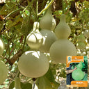 Hezhichun 'Slender Waist' Bottle Gourd, 10 Seeds