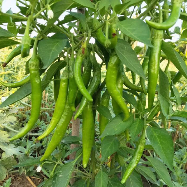 Xiangla Hangjiao Pepper Seeds, 0.5g