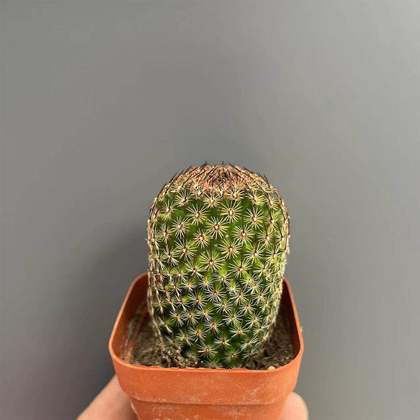 Mammillaria matudae, 3-4cm
