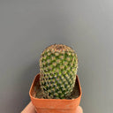 Mammillaria matudae, 3-4cm