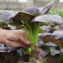 'Ziguifei' Purple Bok Choy Seeds, 10g