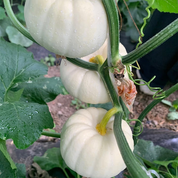 Tianzi Yubei White Baby Pumpkin, 5 Seeds