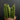 Euphorbia trigona 'Variegata', 7-8cm