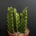 Euphorbia trigona 'Variegata', 7-8cm