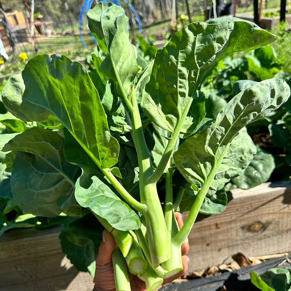 MeiBao Chinese Kale Seeds, 10g